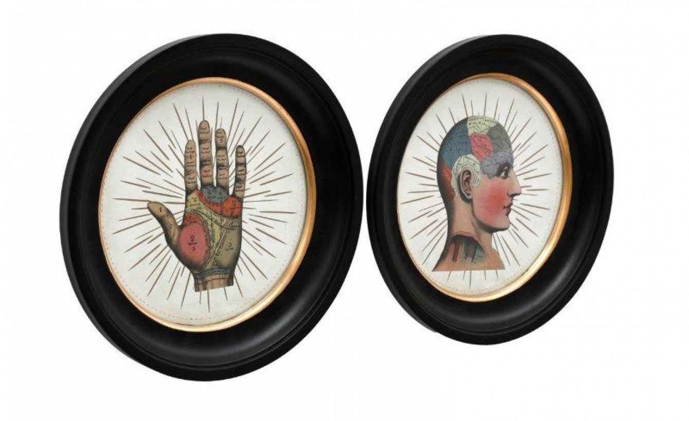 Cadre Phrénologie cabinet de curiosités